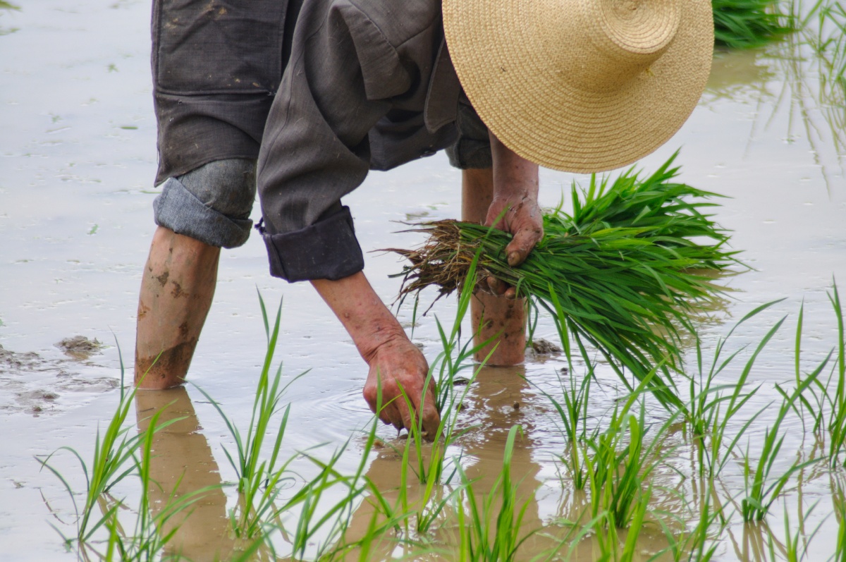 手把青秧插满田低头便见水中天心地清净方为道退步原来是向前