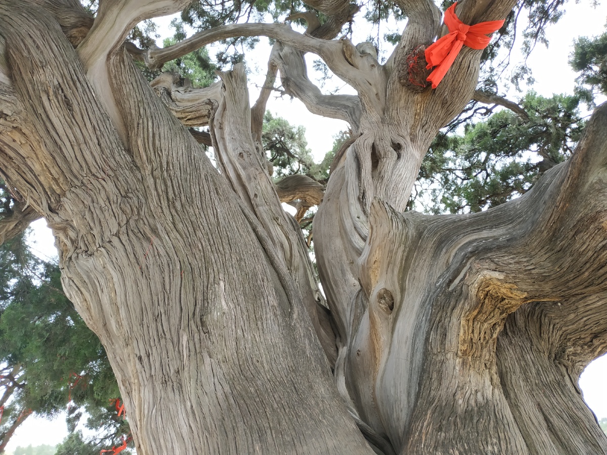 豫西第一古树距今1800年的古柏树