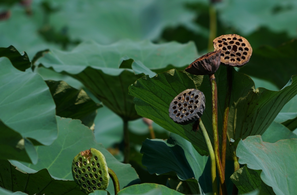 夏末秋初的荷塘被遗忘的莲蓬头显出别样的风骨