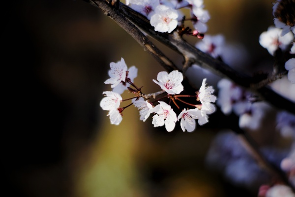 冬天的花 小林神