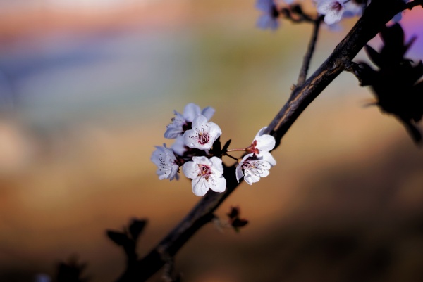 冬天的花 小林神
