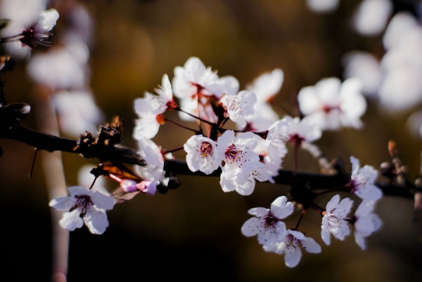 冬天的花 小林神