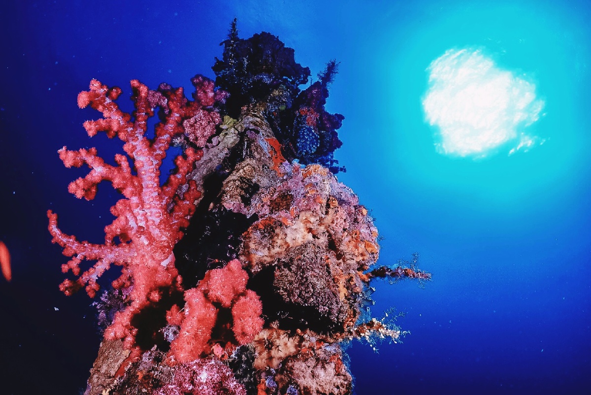 菲律宾长滩岛水下27米的珊瑚礁