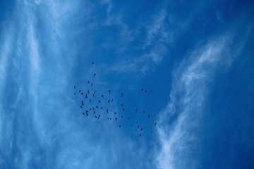 95568