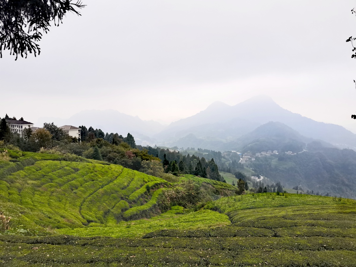 常德石门东山峰茶厂