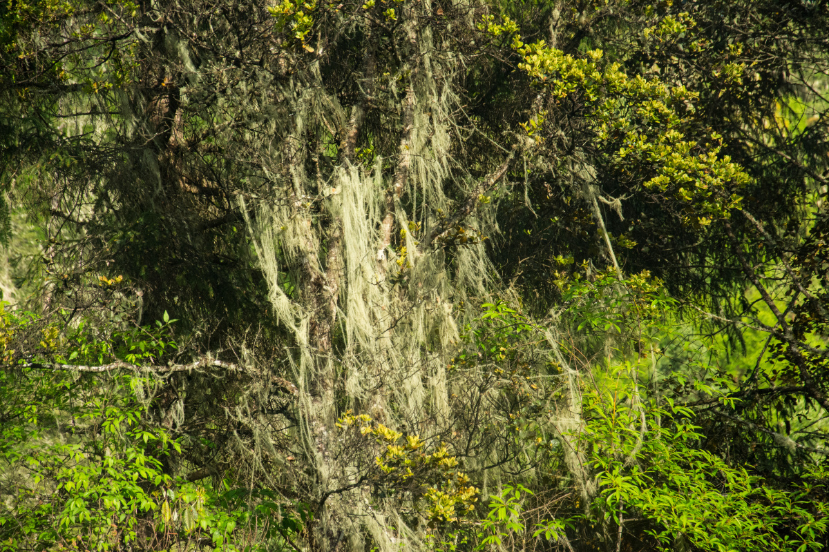 长满树胡子的树