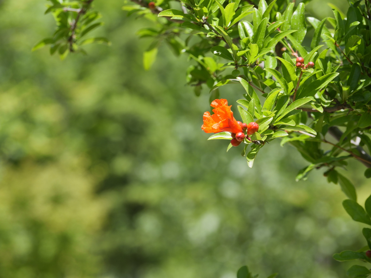 石榴花骨朵