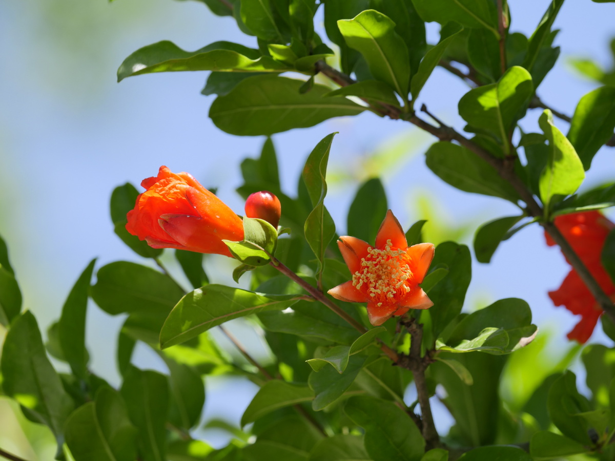 石榴花骨朵