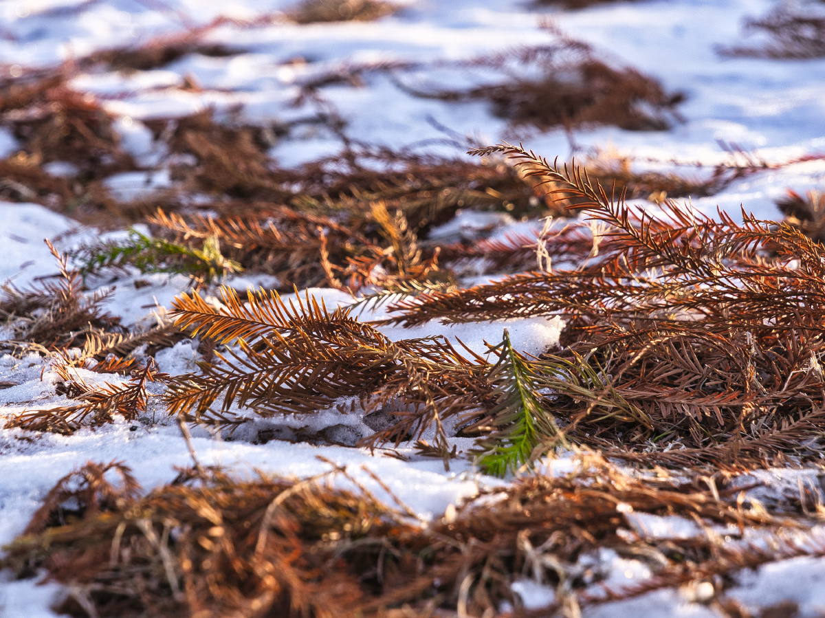 松针落在雪地上
