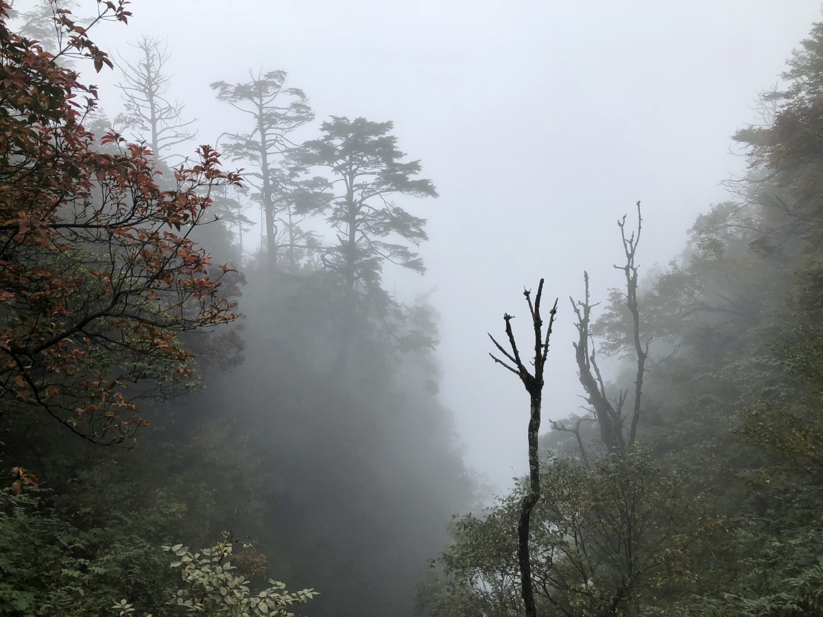 迷雾森林 山间大雾朦胧 自然美景 树 森林 雨后虚实关系