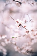 402D11FA-F522-4B09-8B0D-6DC7F5D4B601/L0/001