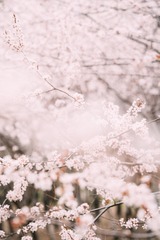 005D5547-03BB-4EBC-B71E-A32F5ED7DD3A/L0/001