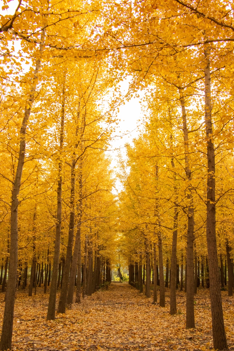 风景无限好只是已秋天秋天的景色很美但也是万物凋落的前兆在失去之前