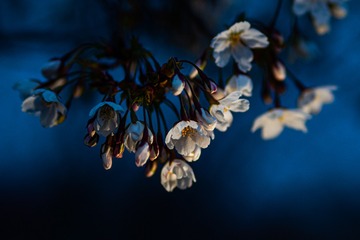 1000200966