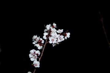 1000200826