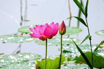 _DSC4565S