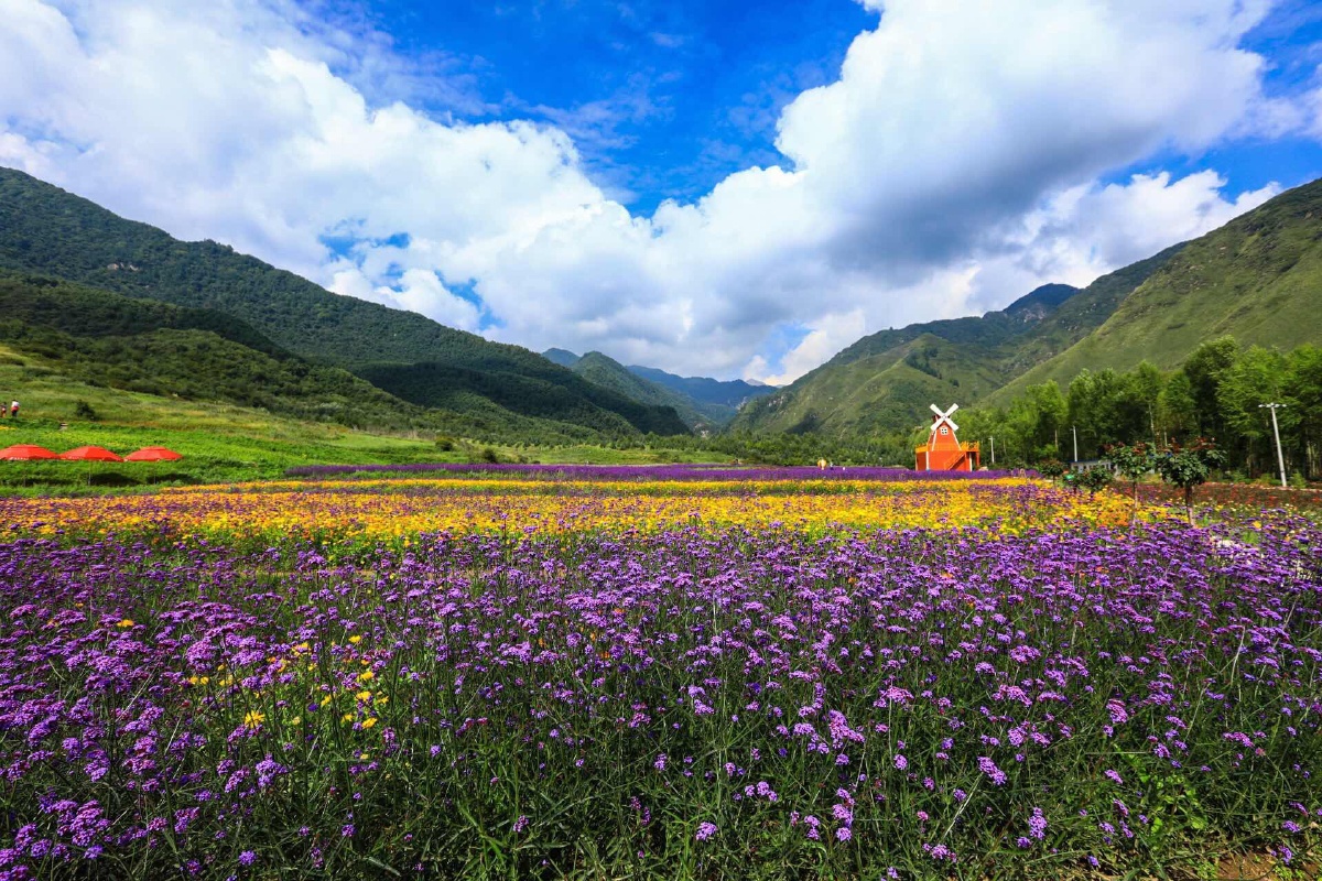 青海民和七里寺花海