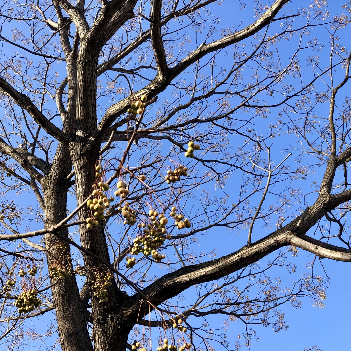 静物##苦楝枣##蓝天##创意##手机 - 安素szm