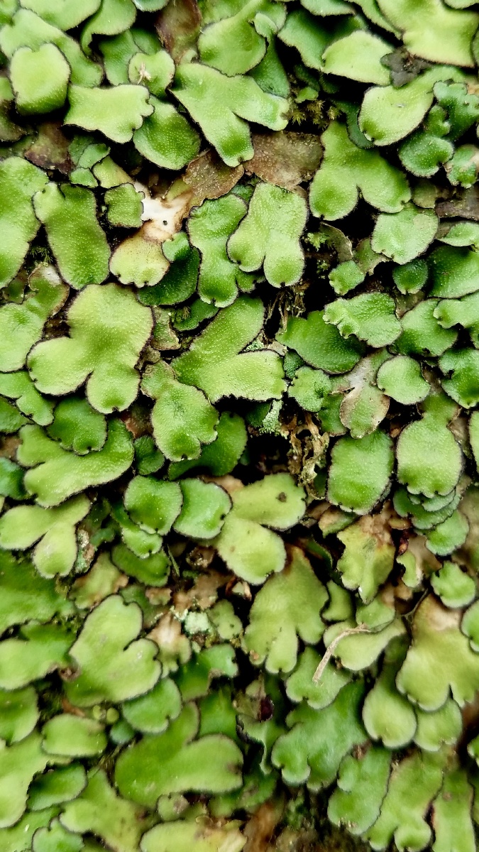 地钱##苔藓##静物##色彩##创意##原图##壁纸 - 安素szm - 图虫