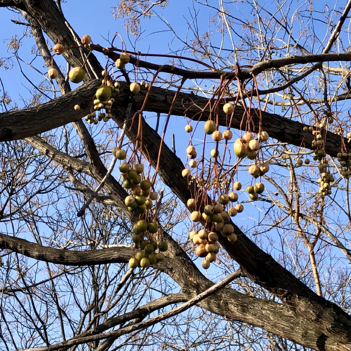 静物##苦楝枣##蓝天##创意##手机 - 安素szm