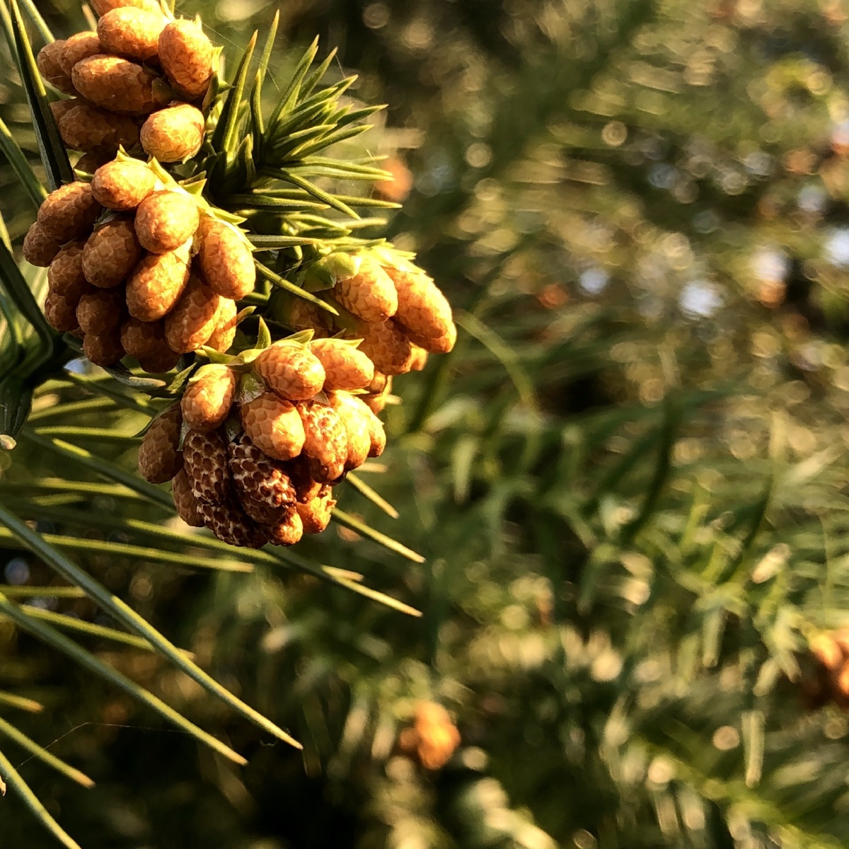 杉果##静物##色彩##创意##手机##速写 - 安素szm - 图虫