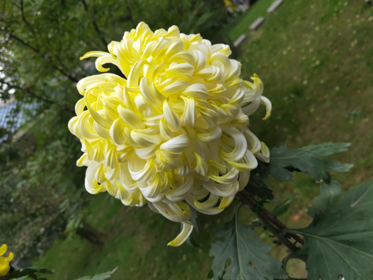 双瓣翠菊:我与你共享哀乐.春菊:为爱情占卜.六月菊:别离.冬菊:别离.