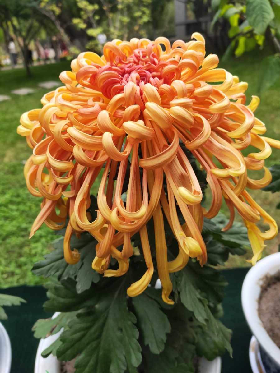 双瓣翠菊:我与你共享哀乐.春菊:为爱情占卜.六月菊:别离.冬菊:别离.