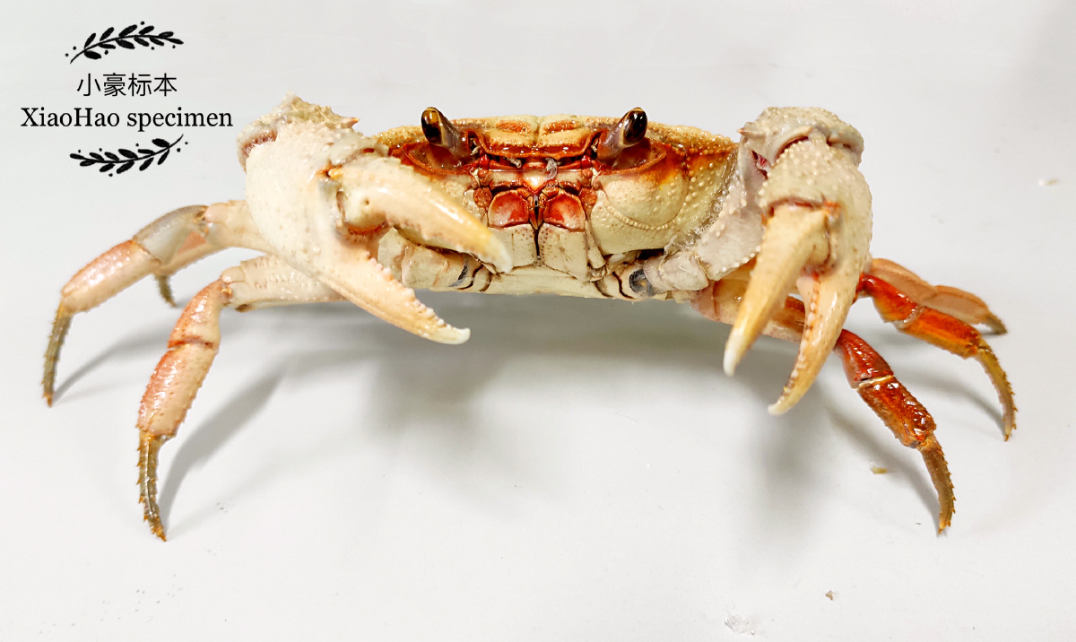 印支溪蟹标本