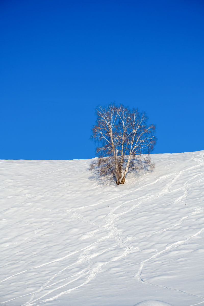 白雪蓝天一颗白桦树