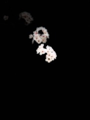 CF652391-4A77-474E-8DC4-1F611AFD29D8/L0/001