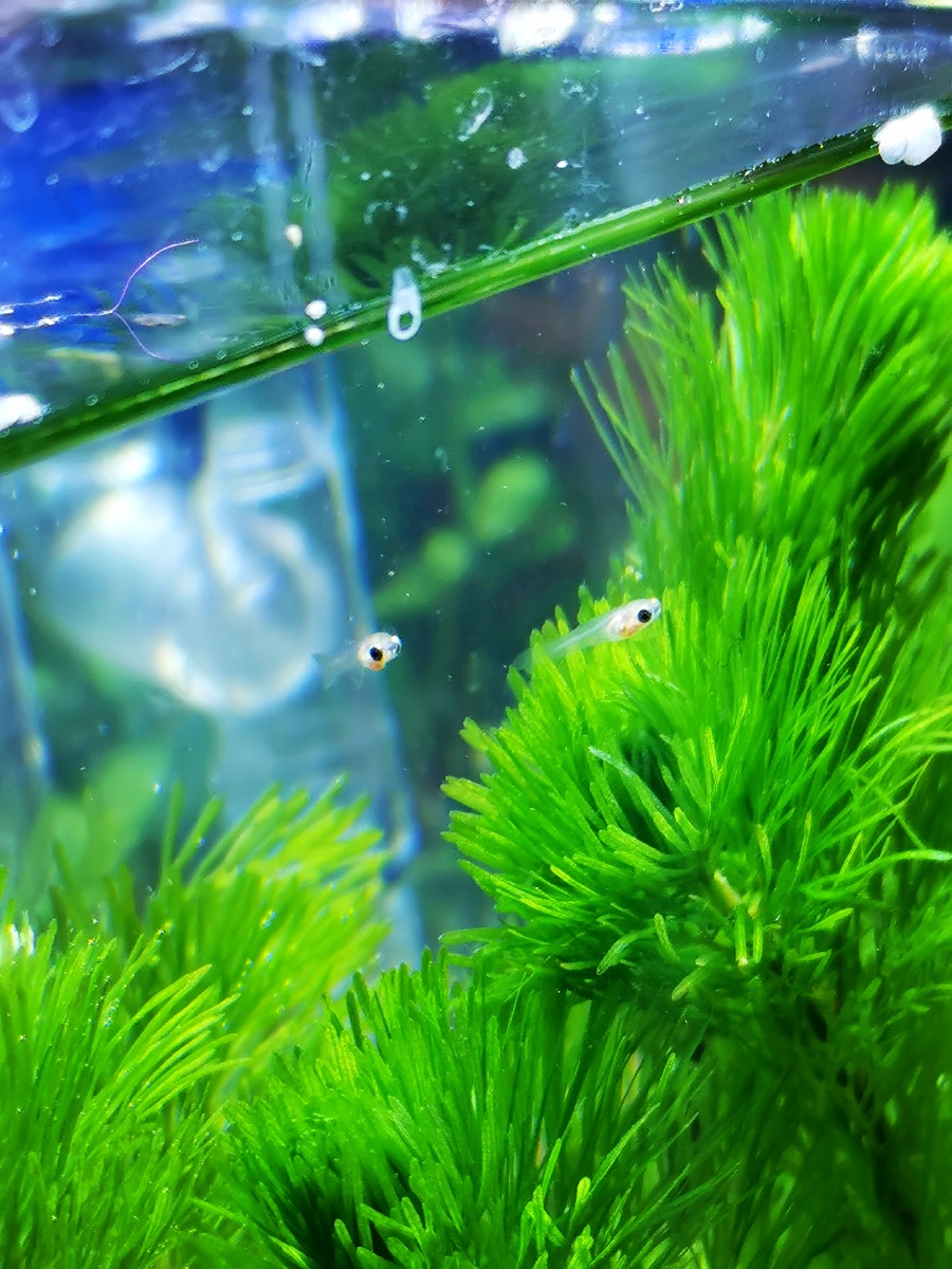 小鱼,水族,鱼宝宝,水产,水草