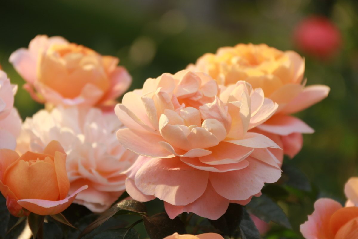 月季- 楼兰飞歌 - 图虫