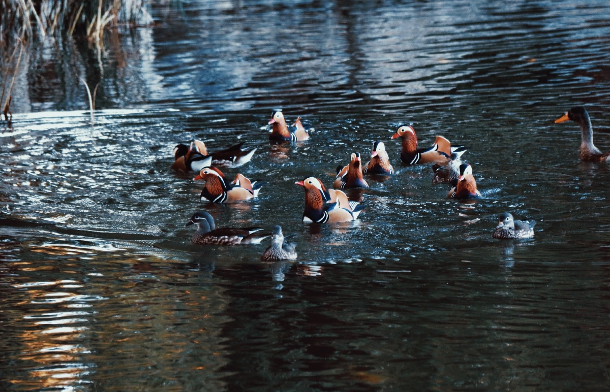 飞歌2022年1月14日723关注鸳鸯戏水鸭子#鸳鸯游泳水禽抓拍湖泊神奇