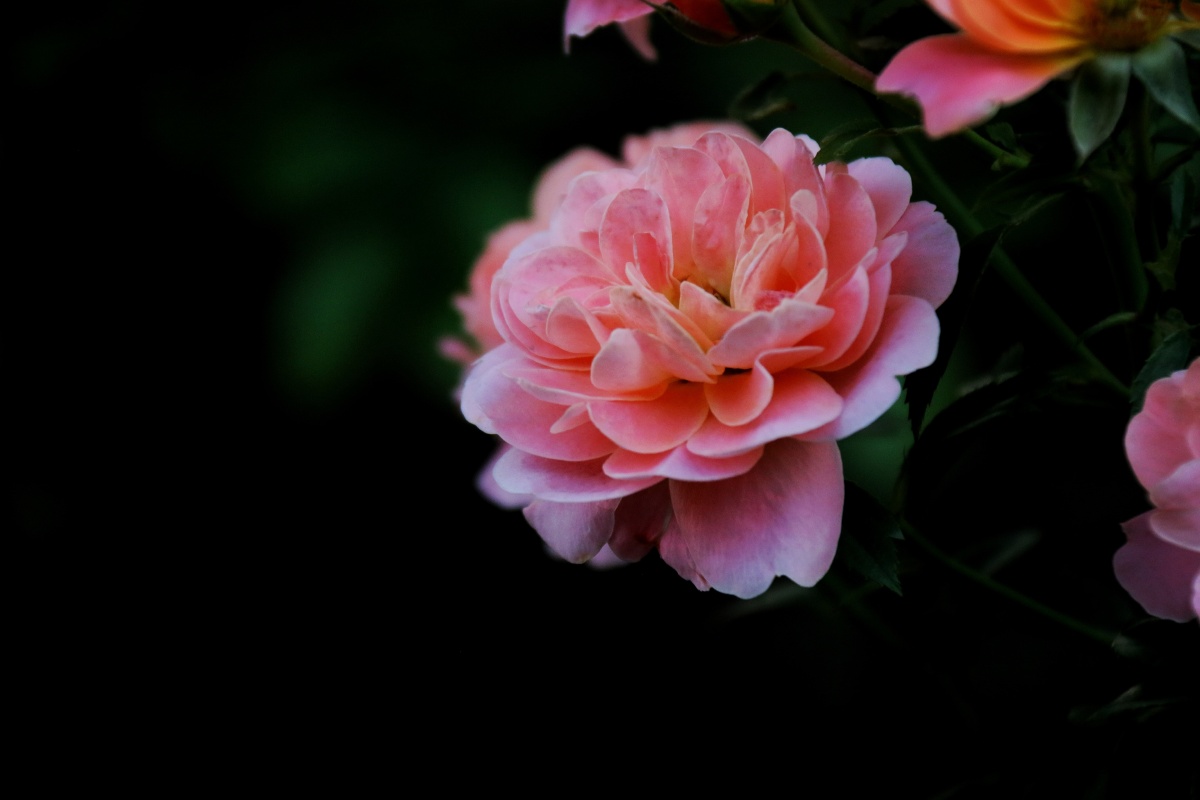 月季中秋 - 楼兰飞歌 - 图虫