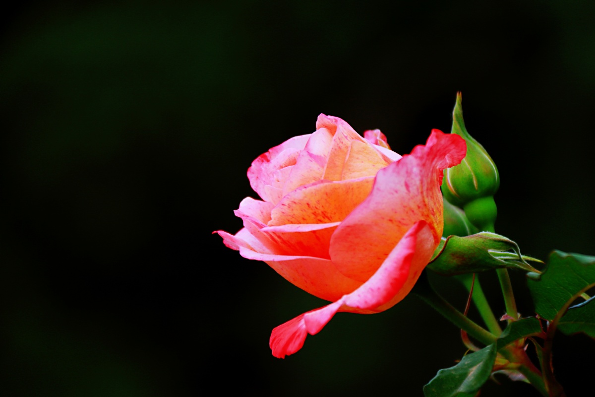 月季- 楼兰飞歌 - 图虫