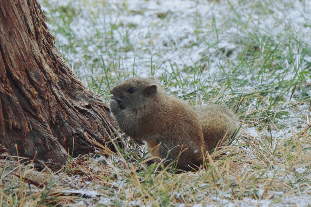 雪中的松鼠