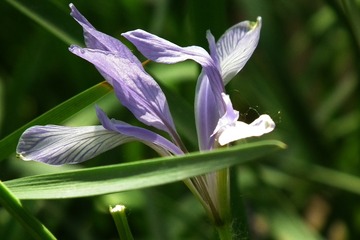 DSCF4791a