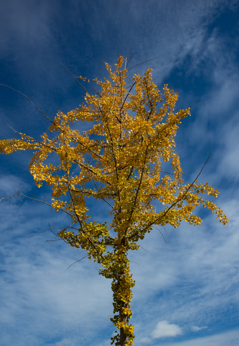 蓝天白云银杏树