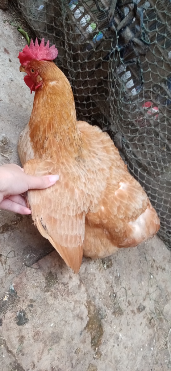 一只七斤的大鸡冠母鸡被我剪了尾巴