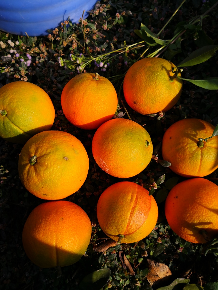 我家果园赣南脐橙实拍