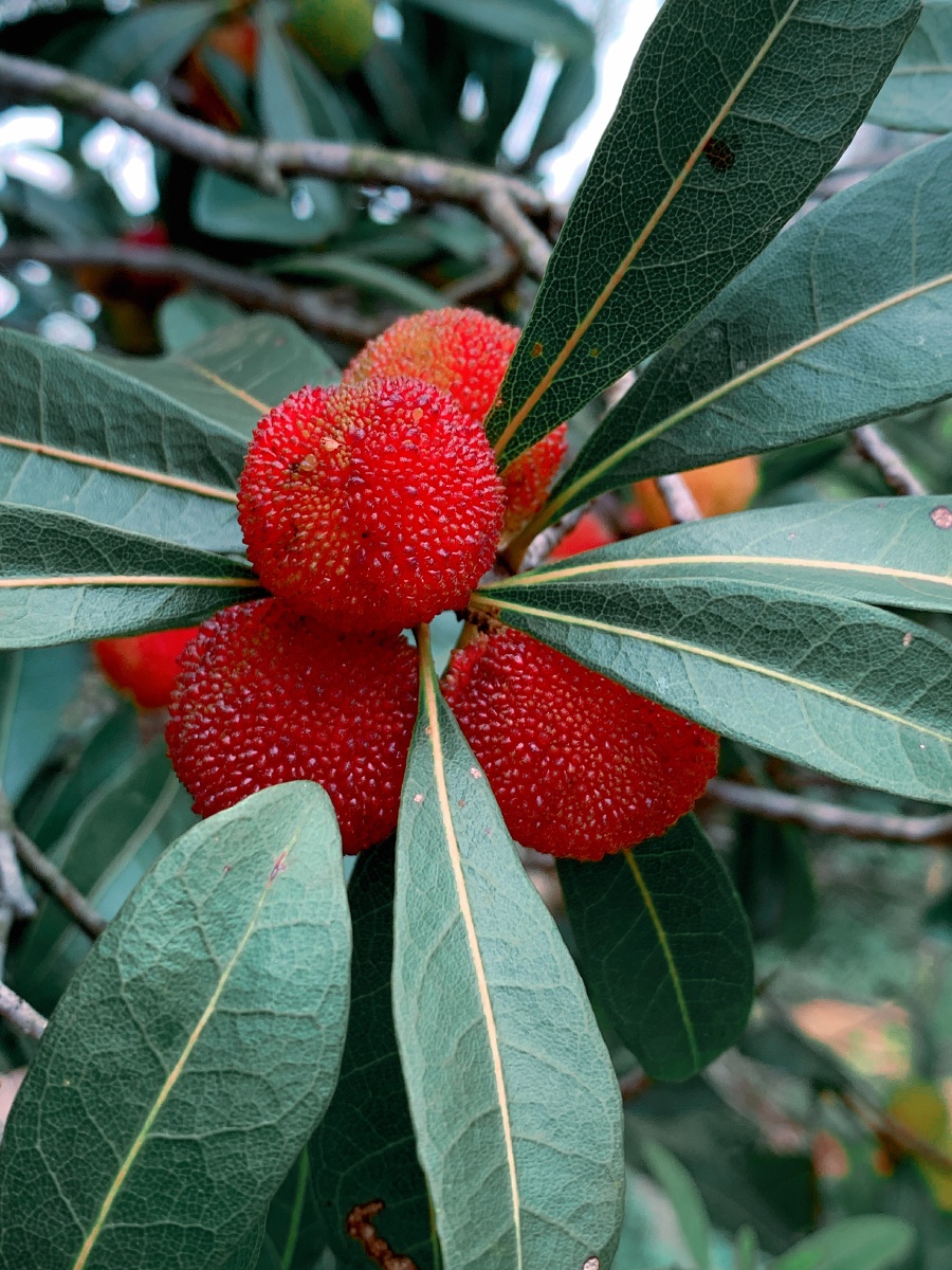 野生杨梅还不是很熟不过有一点酸味哦