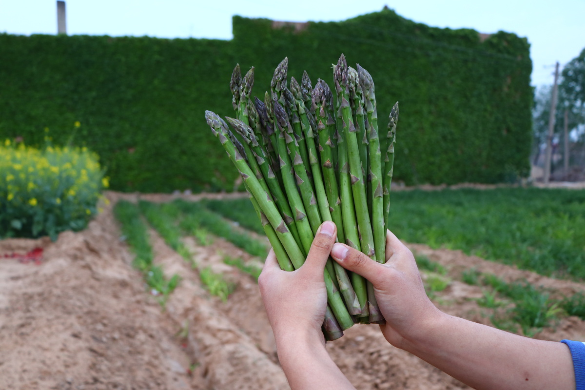 新鲜的芦笋有谁吃过新鲜的吗