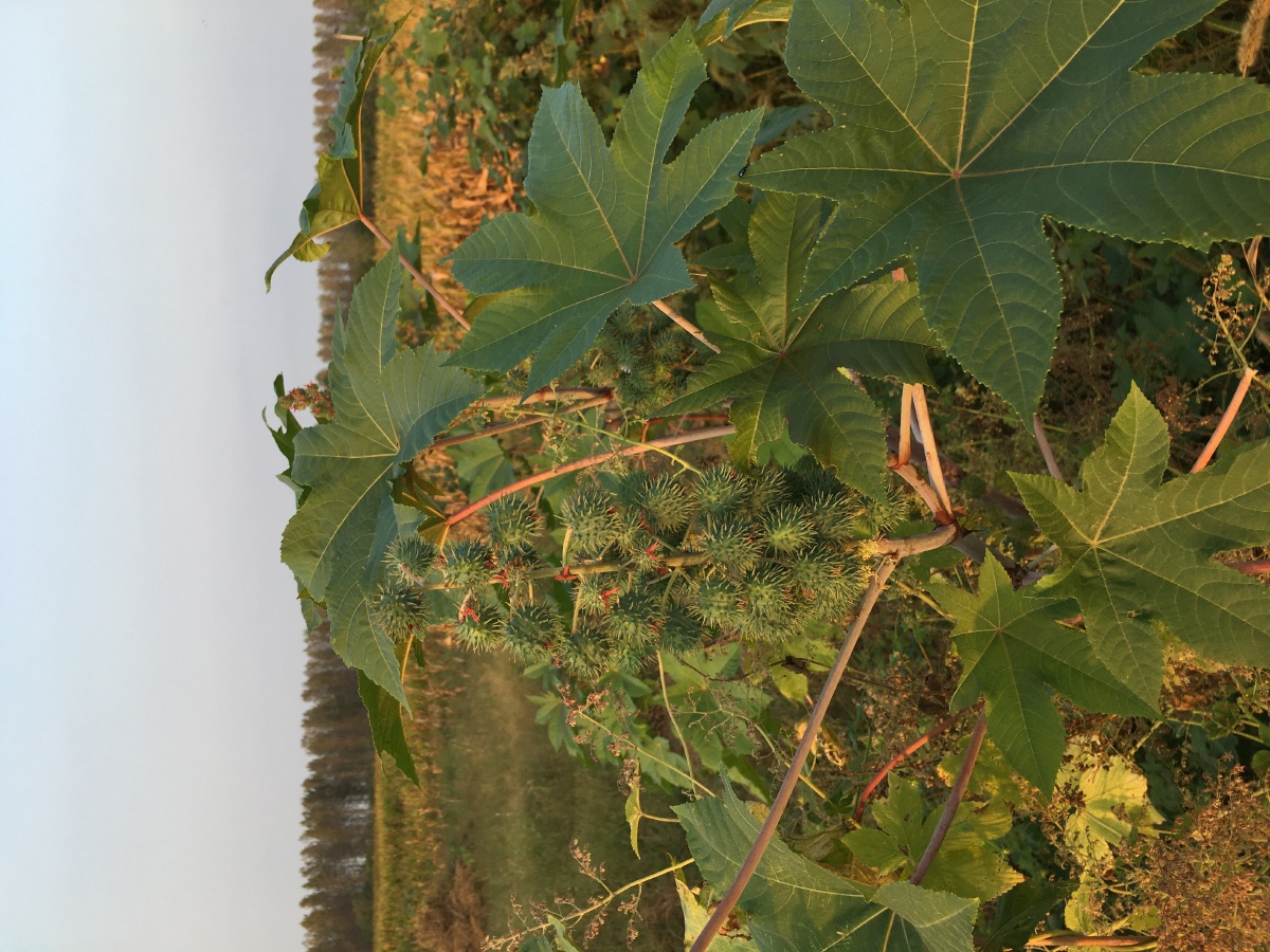 农村田间地头的植物