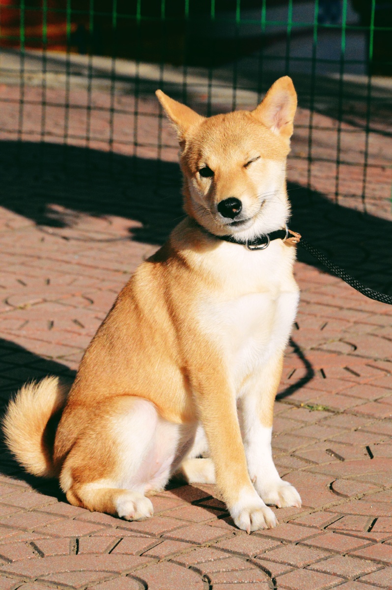 萌宠柴犬微笑天使