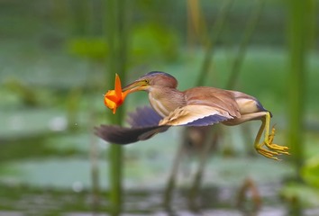 美餐（黄苇鳽）