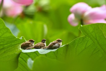 荷塘雀影