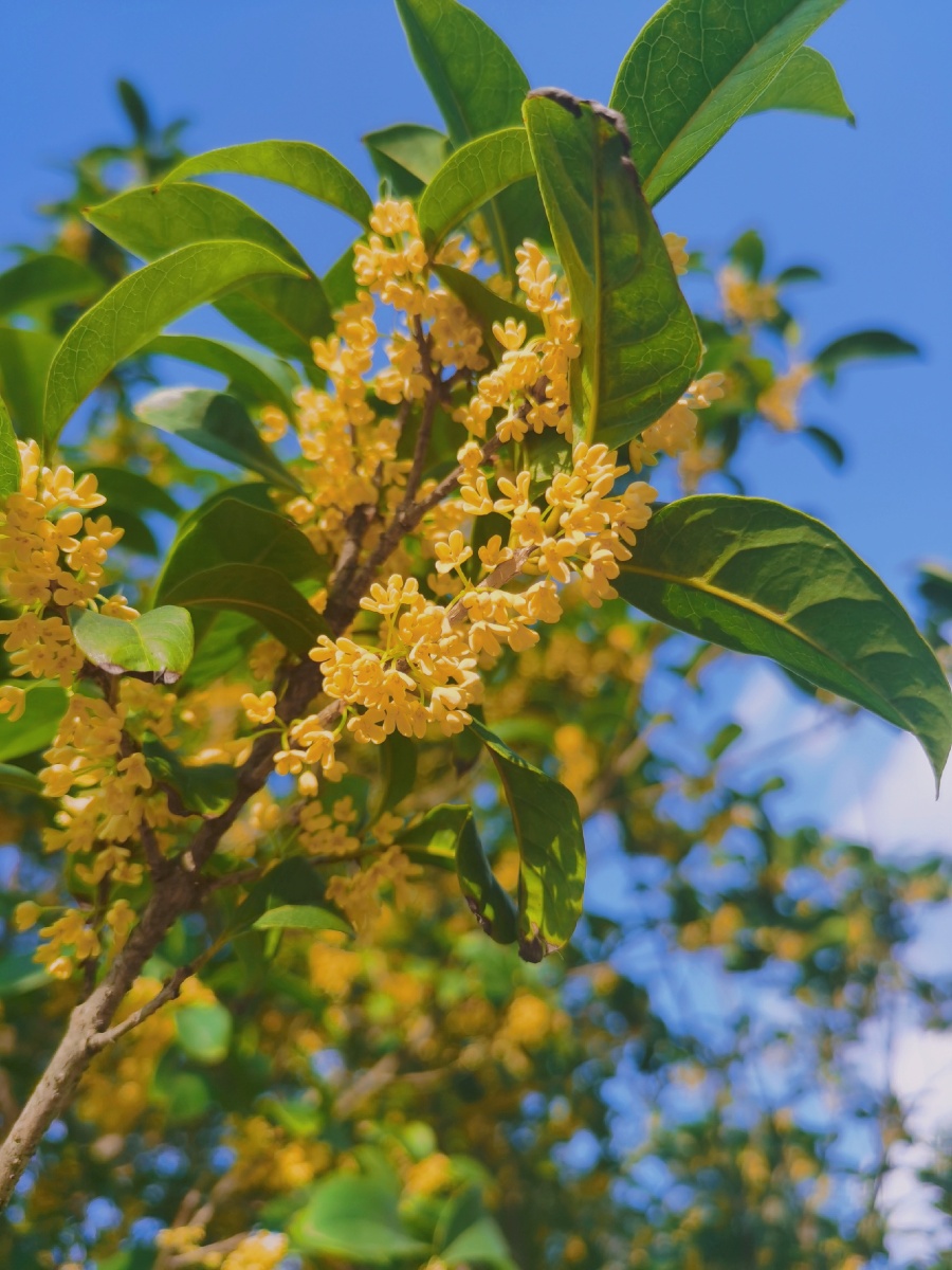 爱上这个桂花飘香的九月