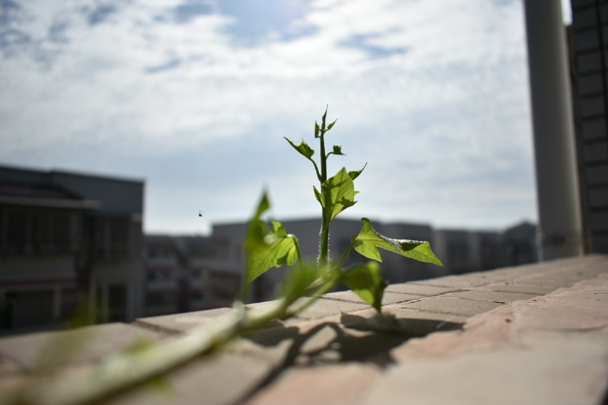 躲在阳光下成长 - 不浪漫的浪漫 - 图虫网 - 优质摄影师交流社区