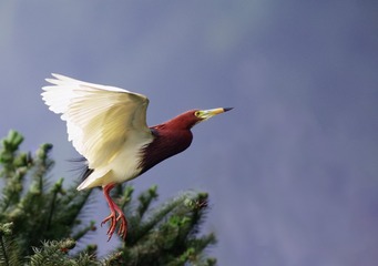 116615