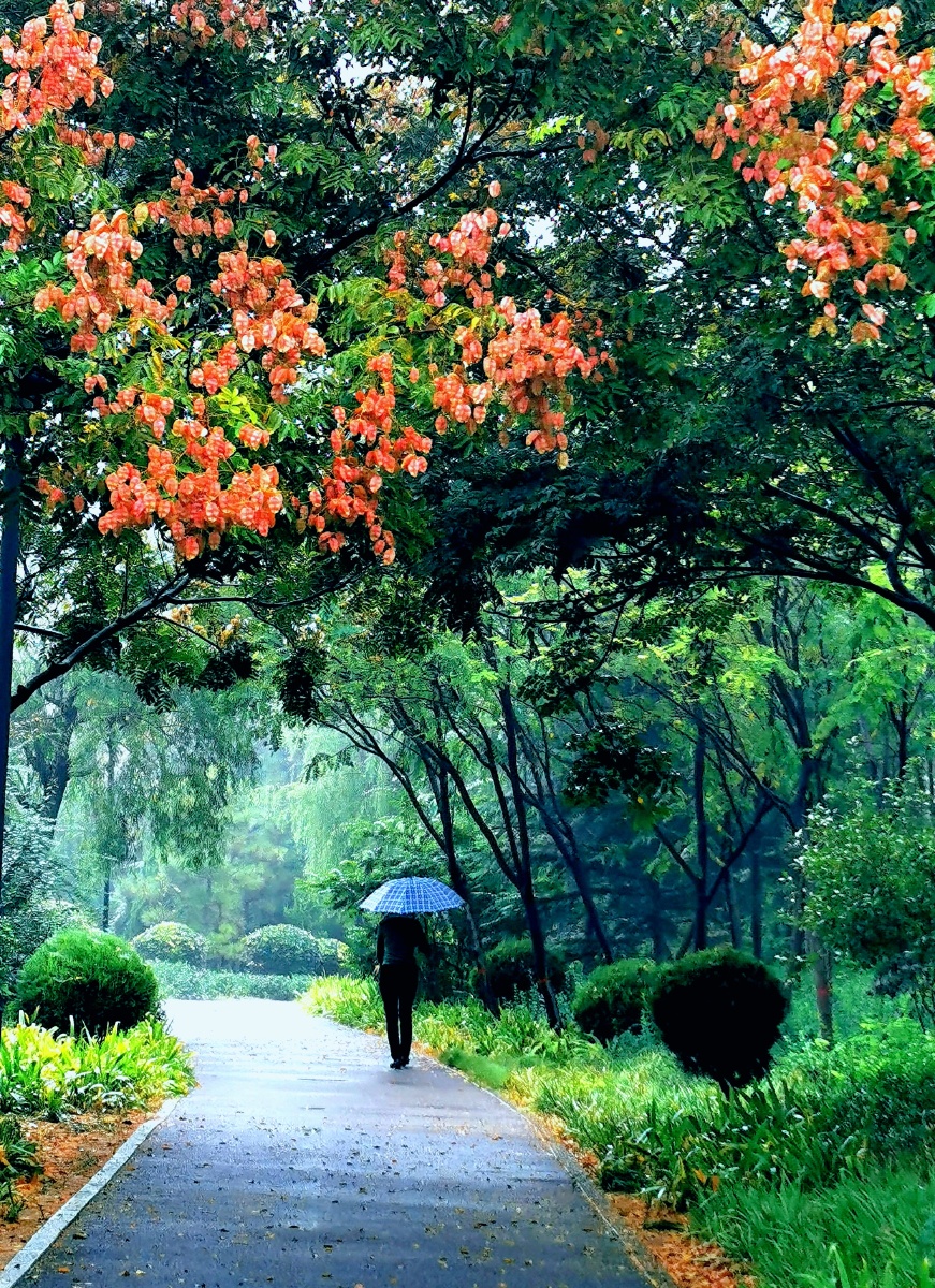 沥沥秋雨醉新秋